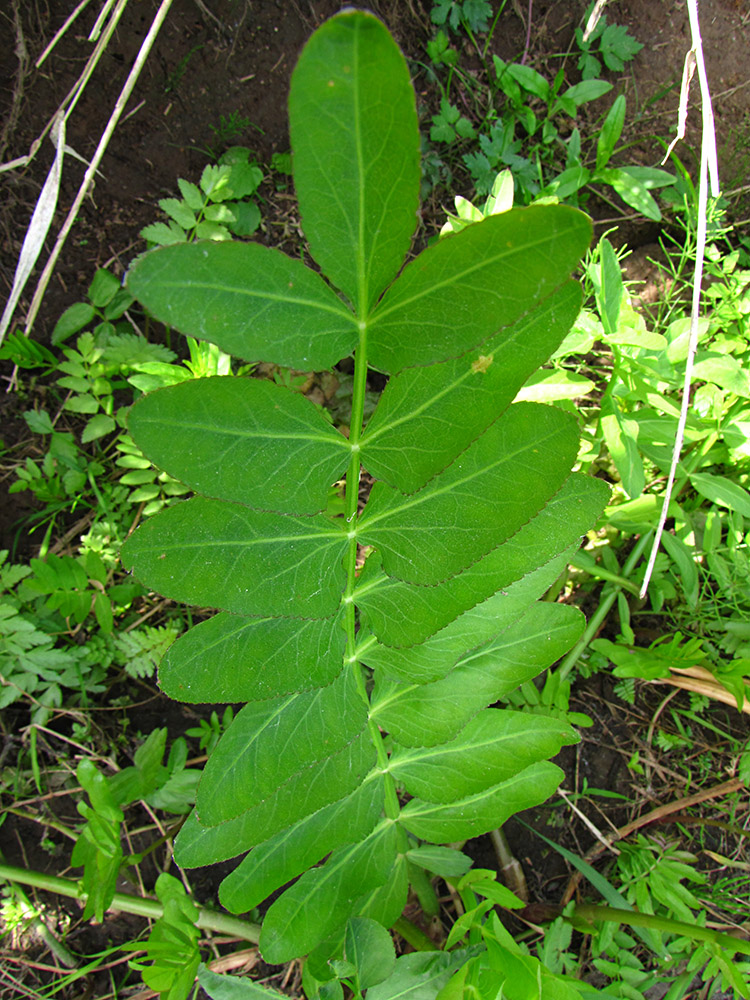 Image of Sium latifolium specimen.