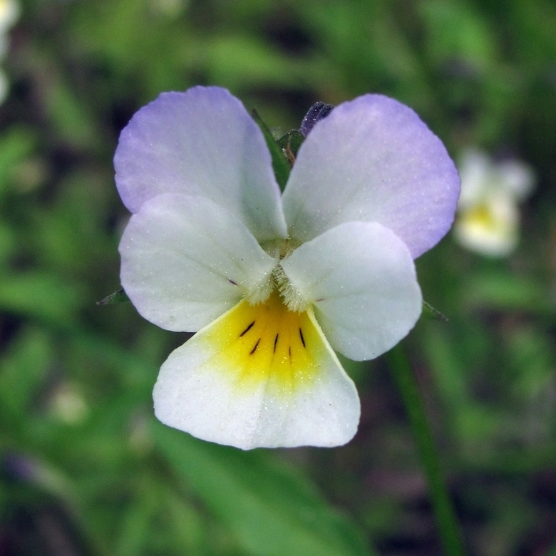 Image of Viola tricolor specimen.