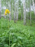 Ligularia glauca. Цветущие растения. Новосибирская обл., Искитимский р-н, окр. пгт Линёво, берег ручья. 11 июня 2012 г.