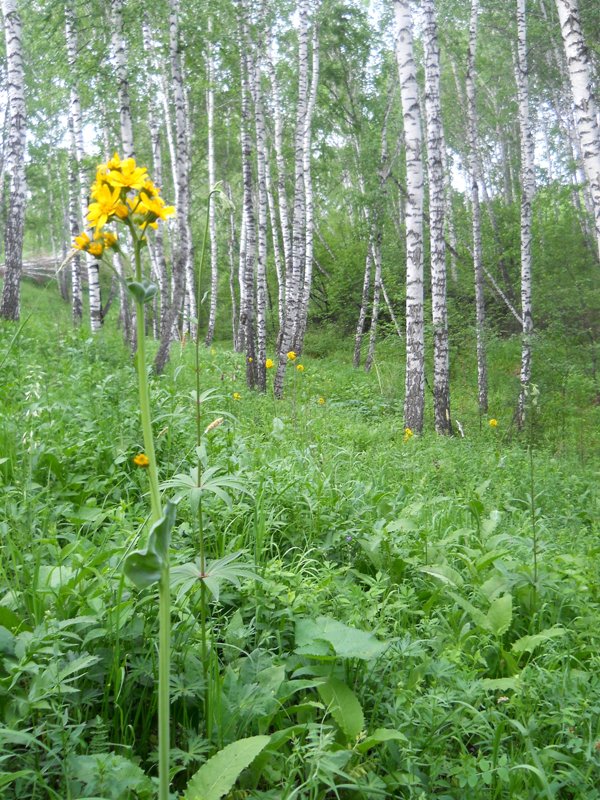 Изображение особи Ligularia glauca.