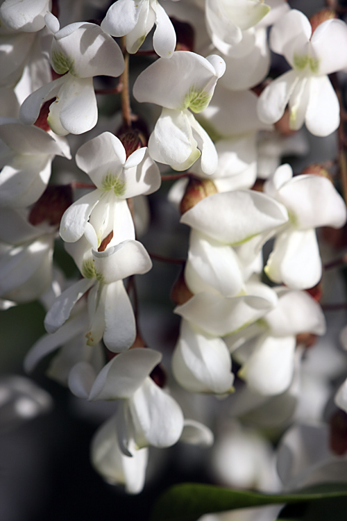 Image of Robinia pseudoacacia specimen.