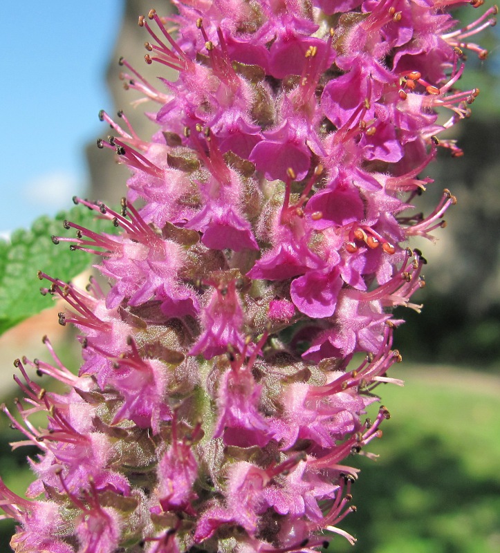 Image of Teucrium hircanicum specimen.