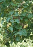 Paulownia tomentosa. Ветви дерева с плодами. Крым, Никитский ботанический сад, в культуре. 13.08.2007.