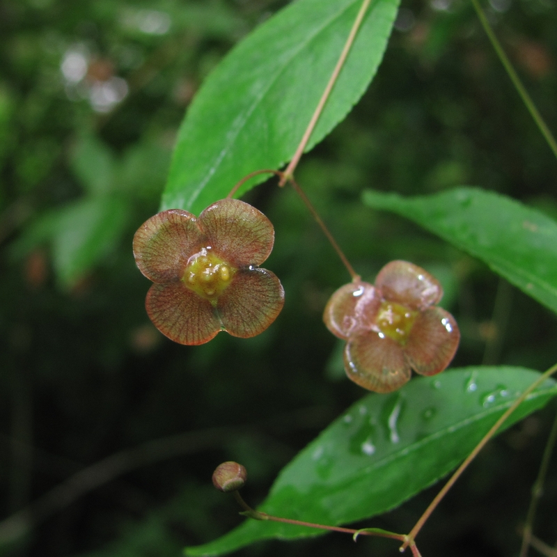 Изображение особи Euonymus verrucosus.