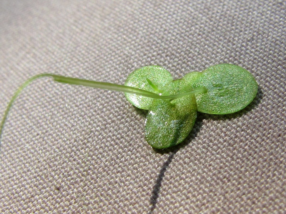 Image of Lemna gibba specimen.