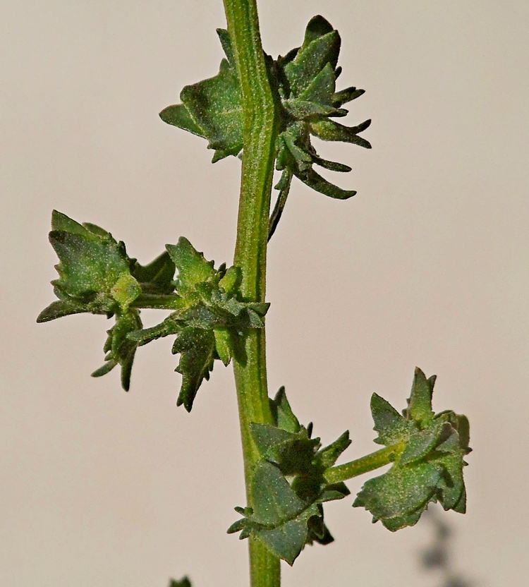 Image of Atriplex patula specimen.