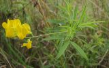 Lathyrus pratensis