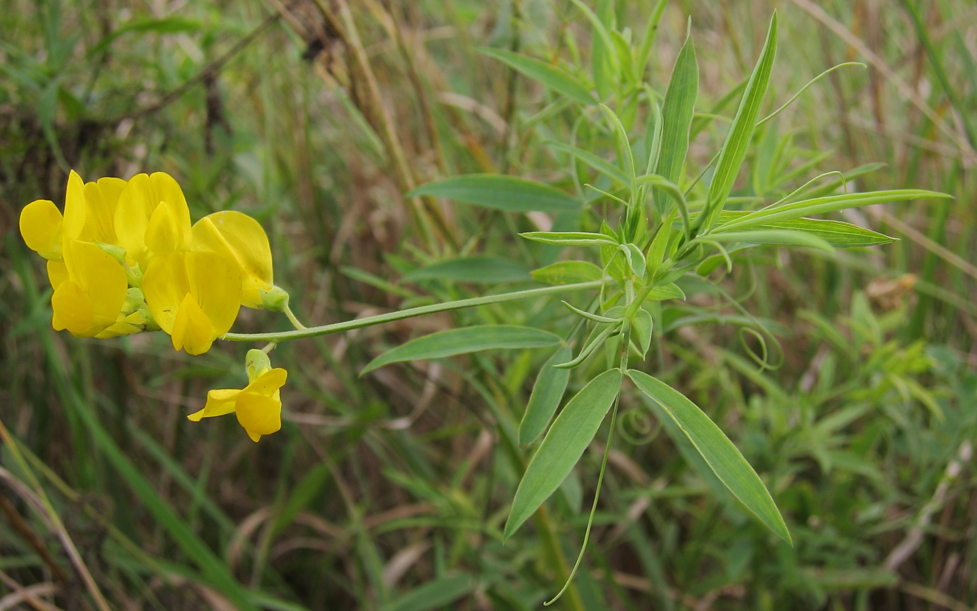 Изображение особи Lathyrus pratensis.