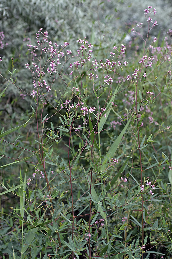 Изображение особи Trachomitum lancifolium.