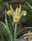 Juno orchioides. Цветущее растение. Казахстан, Южно-Казахстанская обл., равнина севернее Боралдай. 15.05.2008.