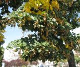 Tilia europaea. Крона плодоносящего дерева. Австрия, Вена, парк Зигмунд-Фройд. 10.09.2012.