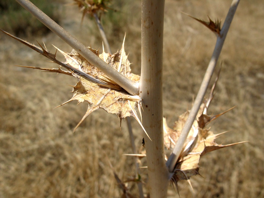 Image of Cousinia eryngioides specimen.