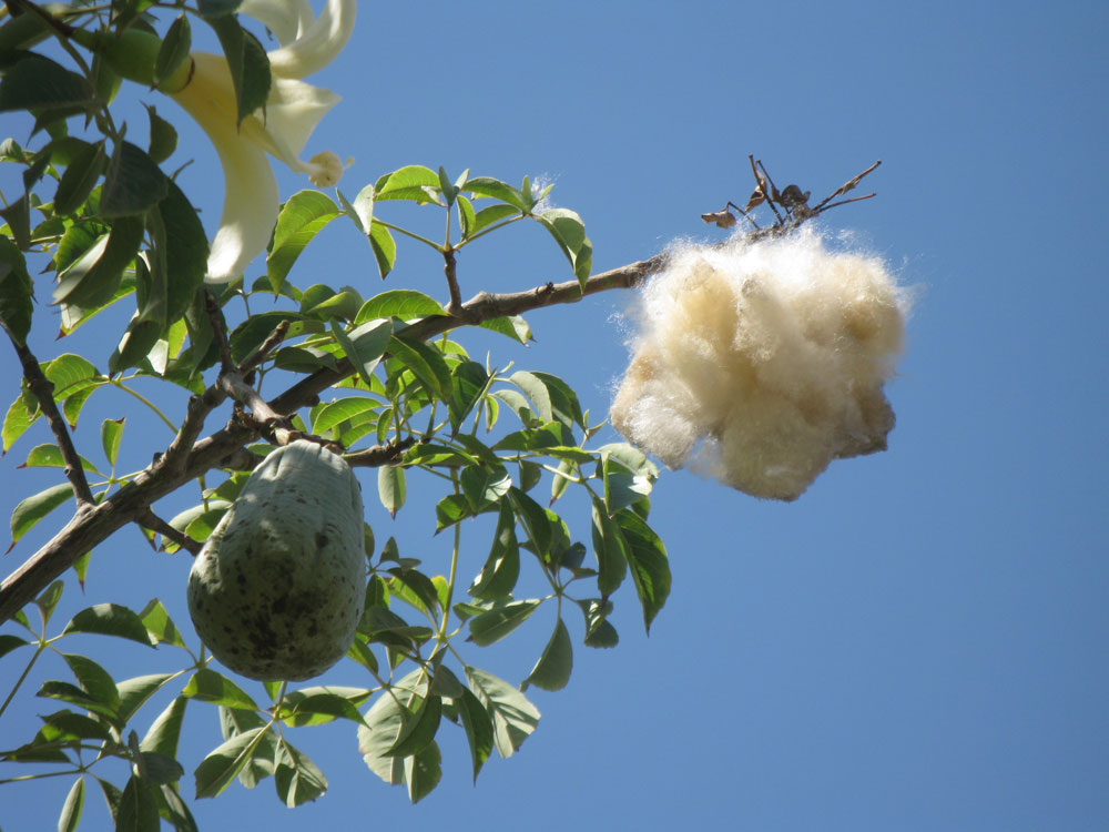 Изображение особи Ceiba insignis.