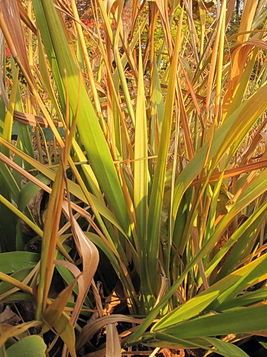 Image of Arundinella anomala specimen.