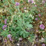 Psoralea subspecies pontica