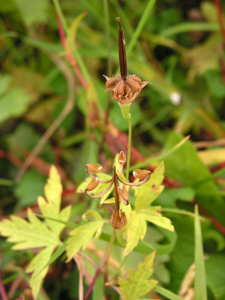 Image of Geranium sibiricum specimen.