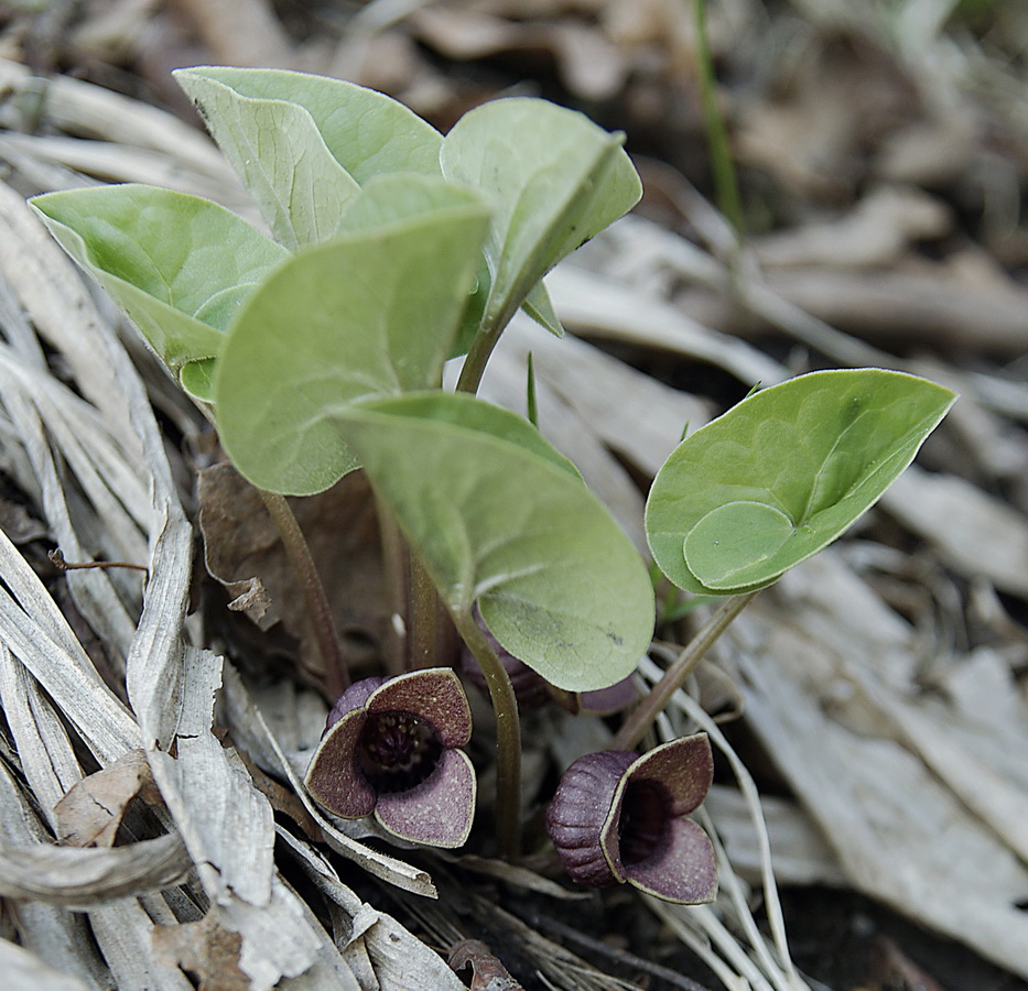 Image of Asarum sieboldii specimen.