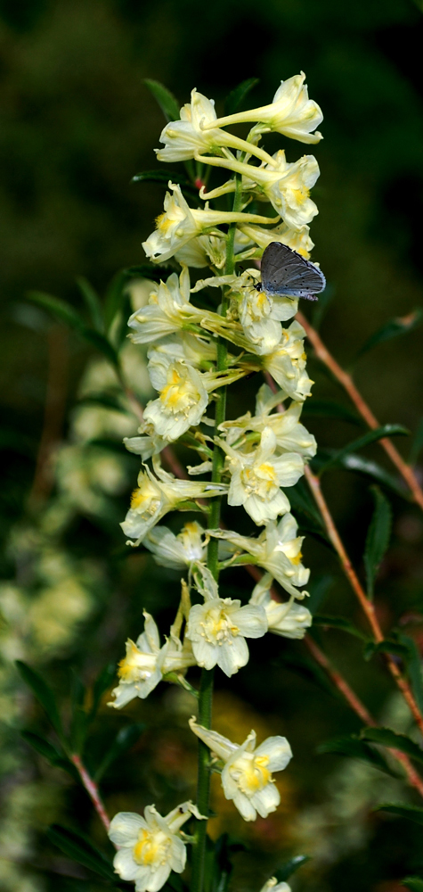 Изображение особи Delphinium semibarbatum.