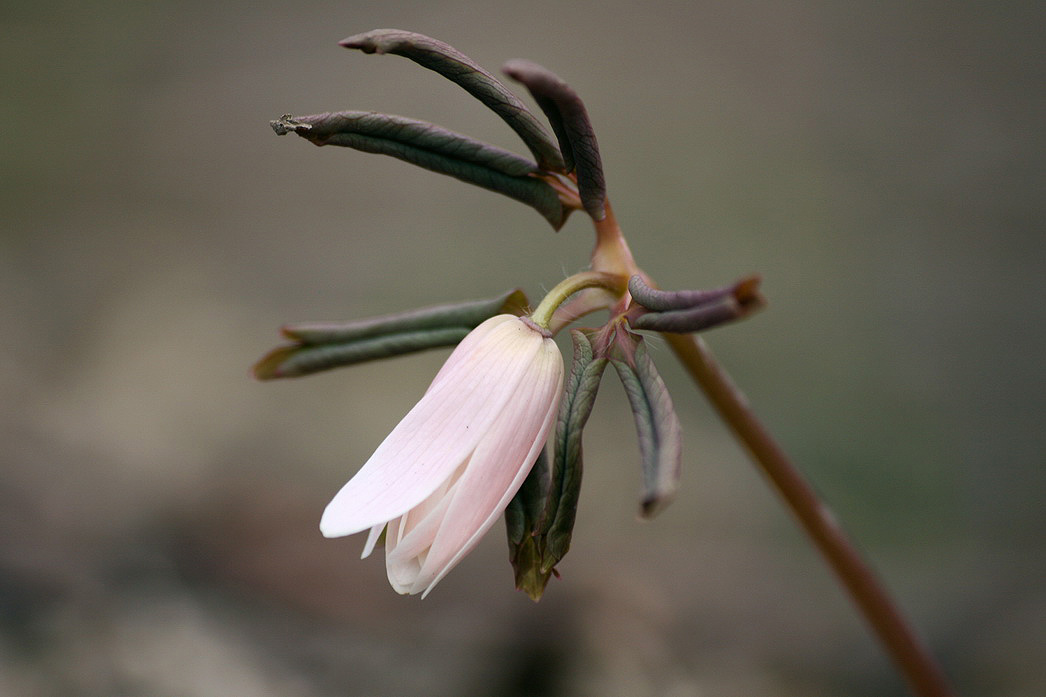 Изображение особи род Anemone.