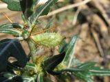 Xanthium spinosum