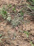 Astragalus ortholobiformis. Цветущее растение. Киргизия, Чуйская обл., северный склон Киргизского хр. 12 апреля 2009 г.