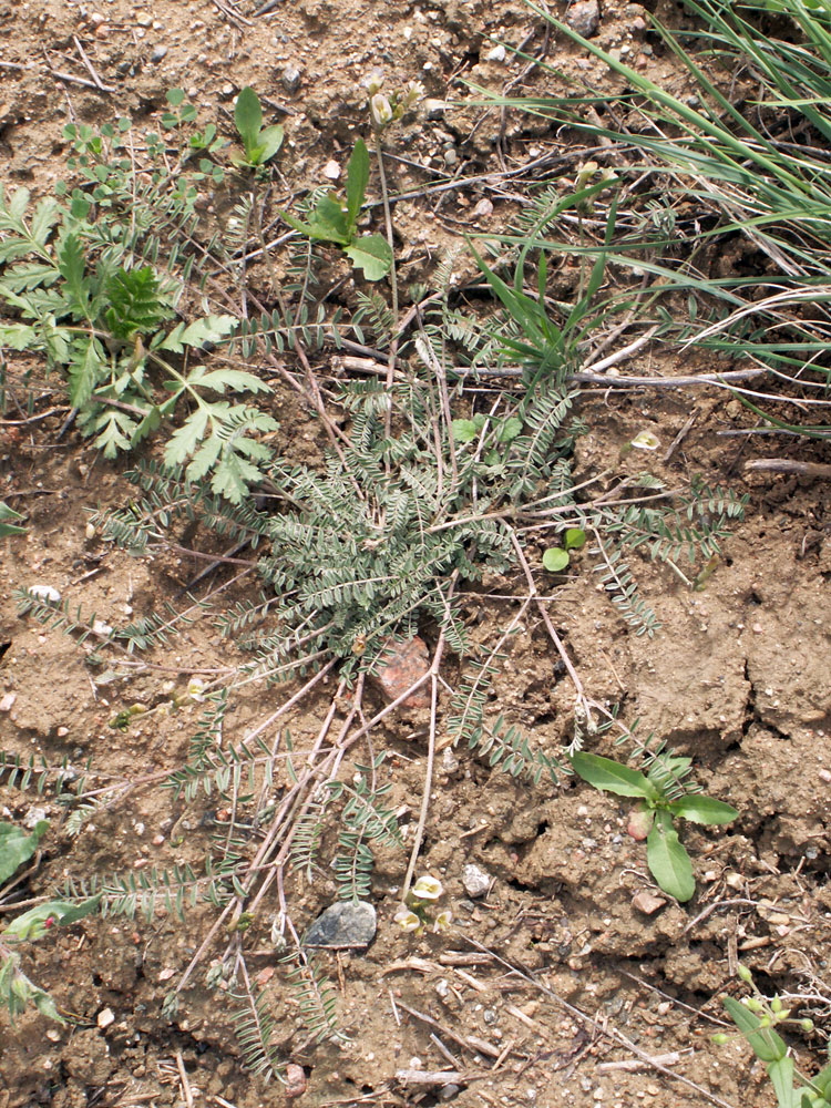 Изображение особи Astragalus ortholobiformis.