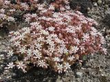 Sedum hispanicum