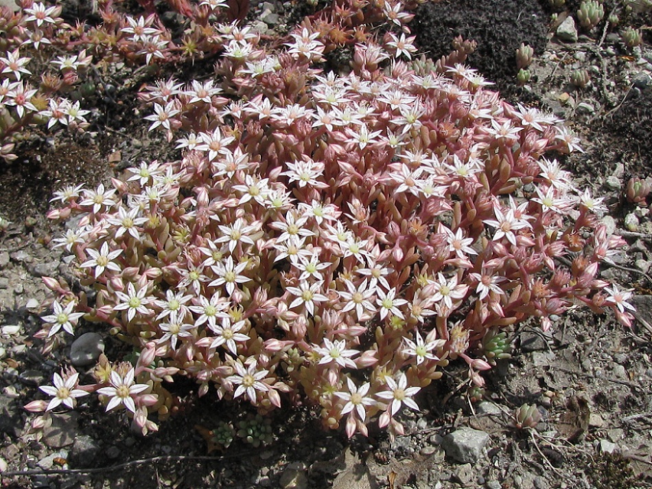 Изображение особи Sedum hispanicum.