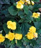 Begonia &times; tuberhybrida