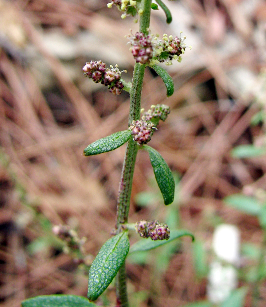 Изображение особи Atriplex prostrata.