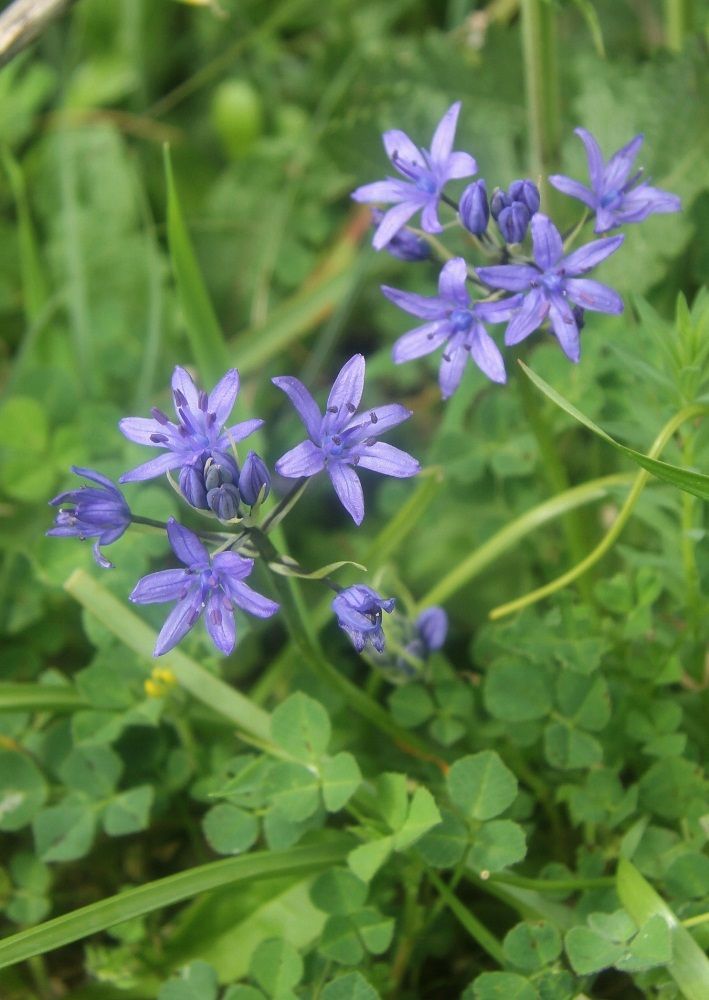 Image of Scilla ramburei specimen.