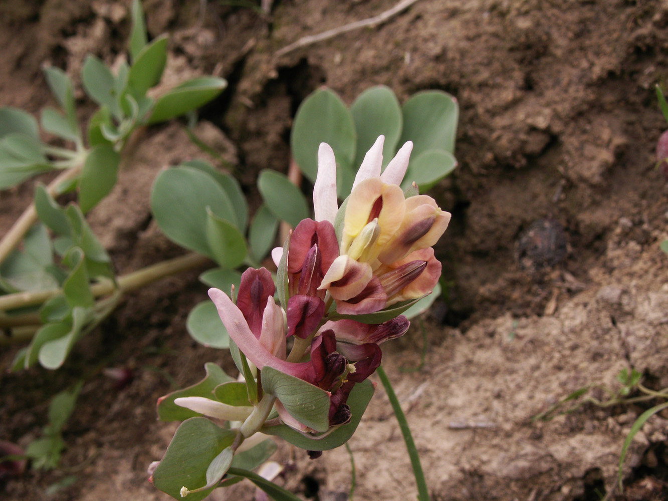 Изображение особи Corydalis ledebouriana.