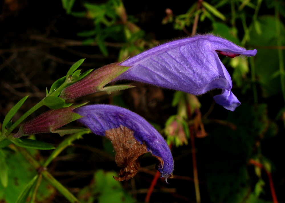 Image of Dracocephalum peregrinum specimen.