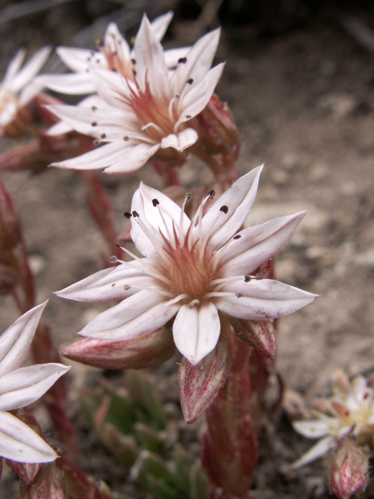 Изображение особи Rosularia alpestris.