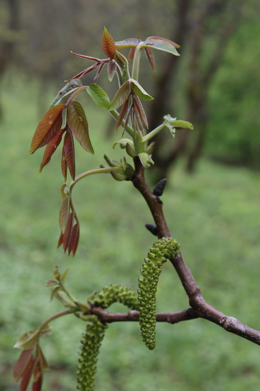 Изображение особи Juglans regia.