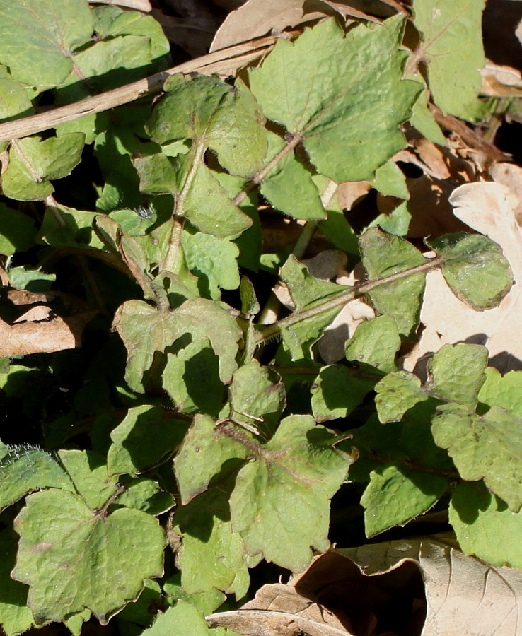 Image of Stylophorum lasiocarpum specimen.