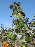 Lantana camara