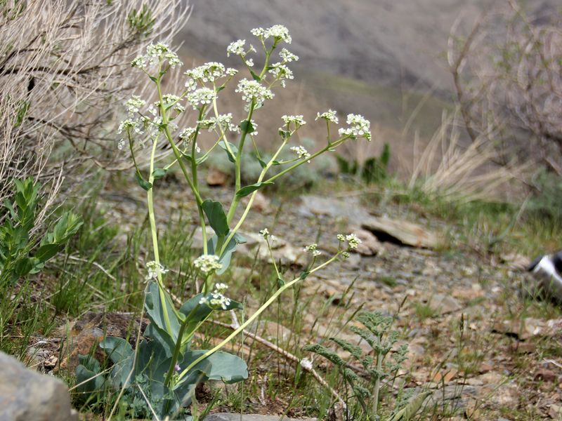 Image of Stubendorffia olgae specimen.