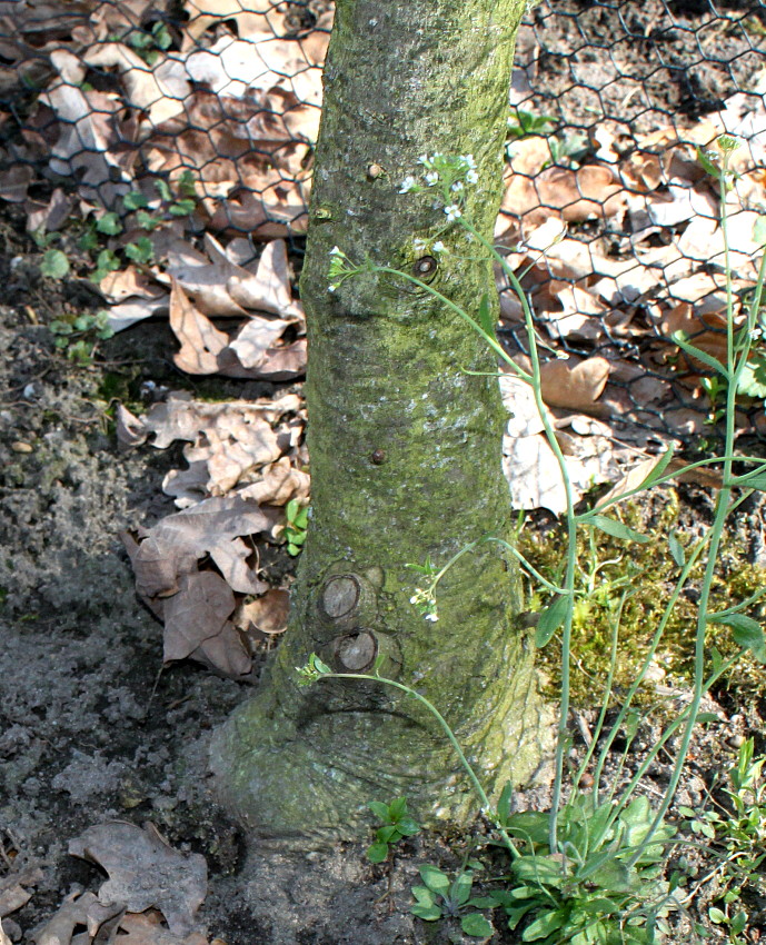 Image of Magnolia tripetala specimen.