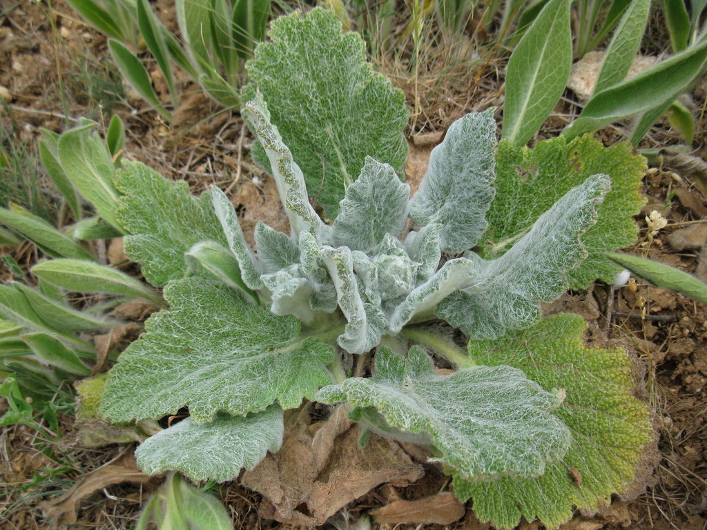 Изображение особи Salvia aethiopis.