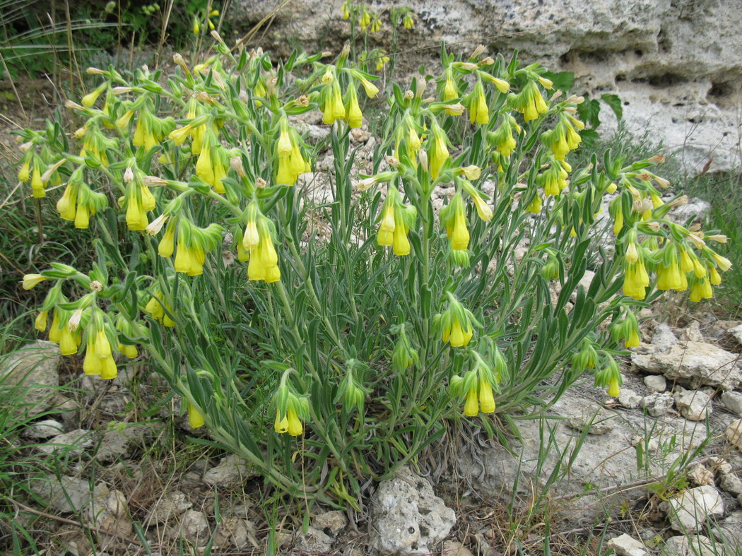 Изображение особи Onosma taurica.