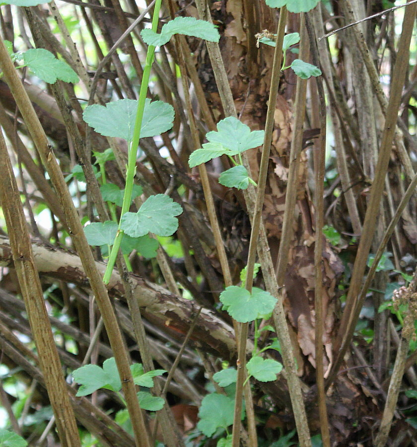 Изображение особи Physocarpus amurensis.