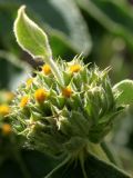 Phlomis fruticosa. Соцветие с бутонами. Германия, г. Krefeld, Ботанический сад. 02.06.2013.