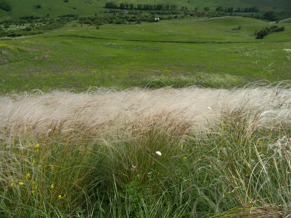 Image of Stipa pulcherrima specimen.