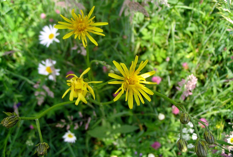 Изображение особи Crepis biennis.