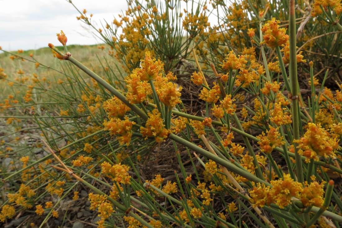 Image of Ephedra lomatolepis specimen.