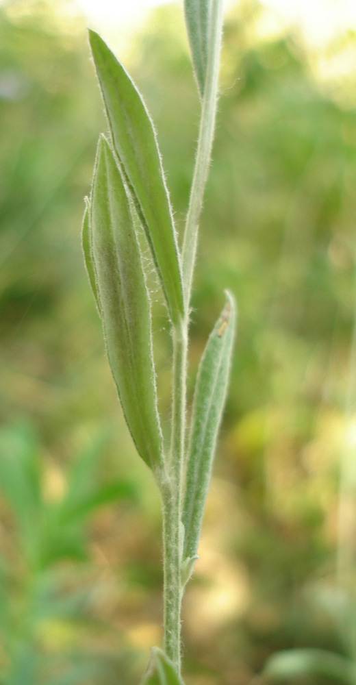 Изображение особи Xeranthemum annuum.