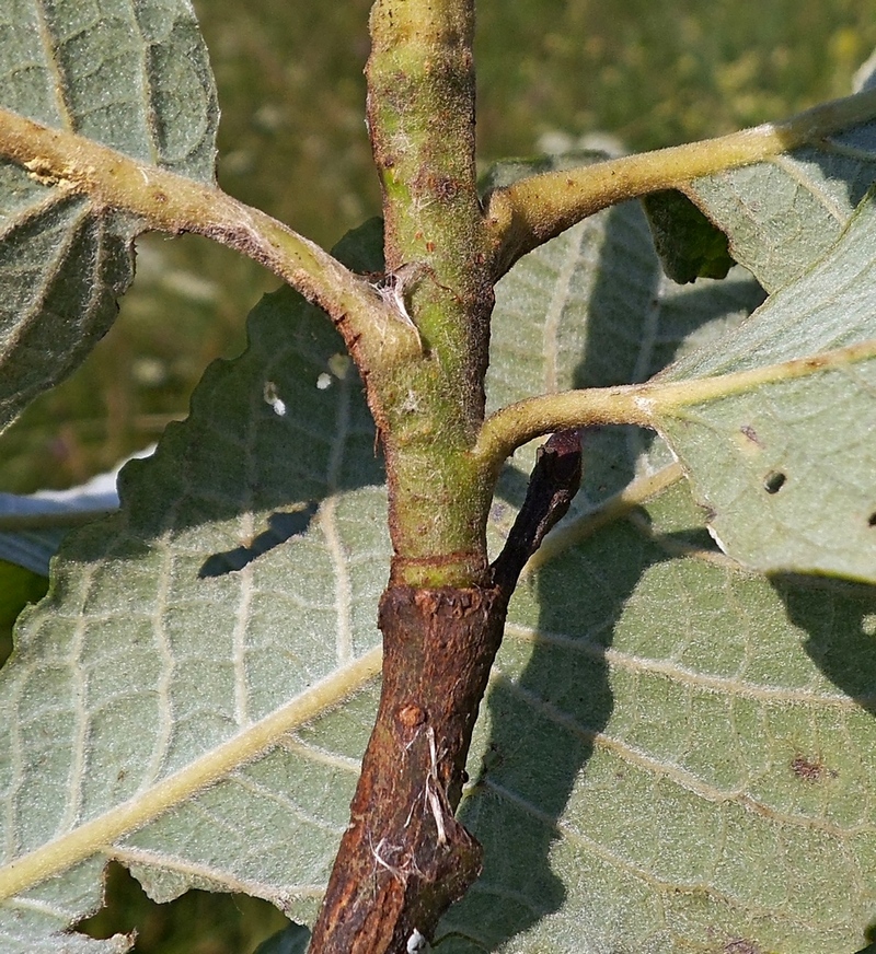 Изображение особи Salix caprea.