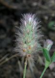 Trifolium arvense