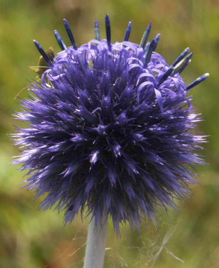 Изображение особи Echinops crispus.